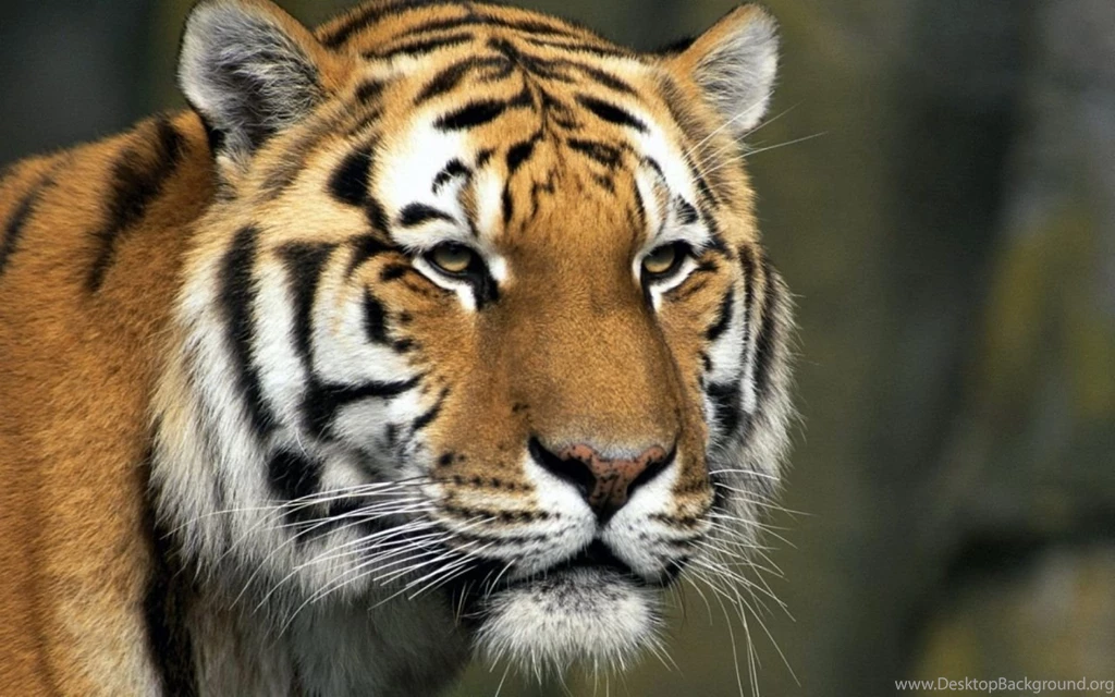 Bengal Tiger Photoshoot 1280x800 Wallpapers,Tiger 1280x800 ...