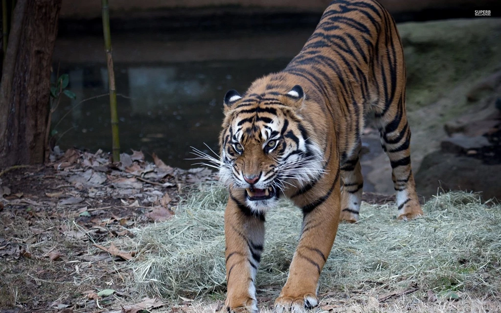 Angry Tiger Wallpapers Animal Wallpapers