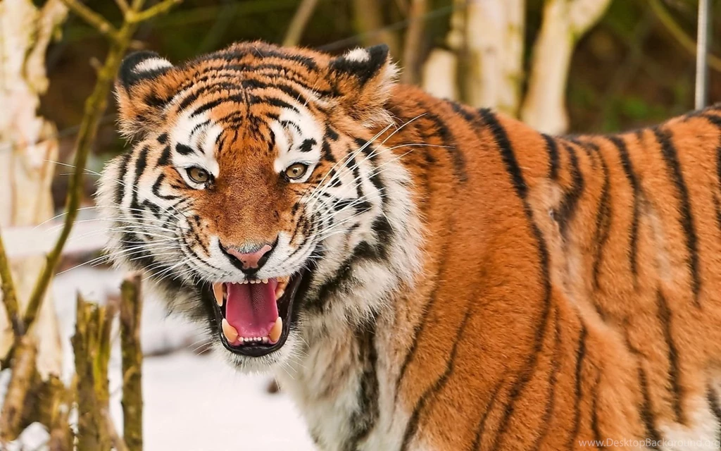 Download Wallpapers 1280x800 Tiger, Face, Striped, Predators, Big ...