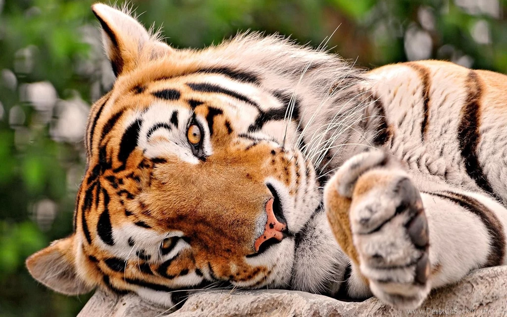 Tiger Wallpapers 1920x1200 (