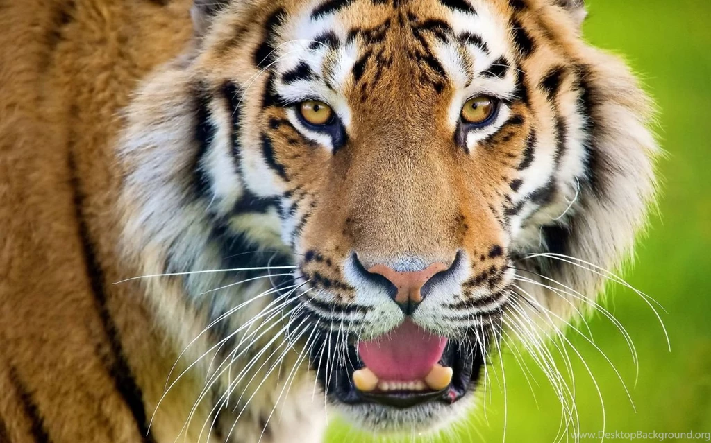 1280x800 Tiger Face Closeup Wallpapers