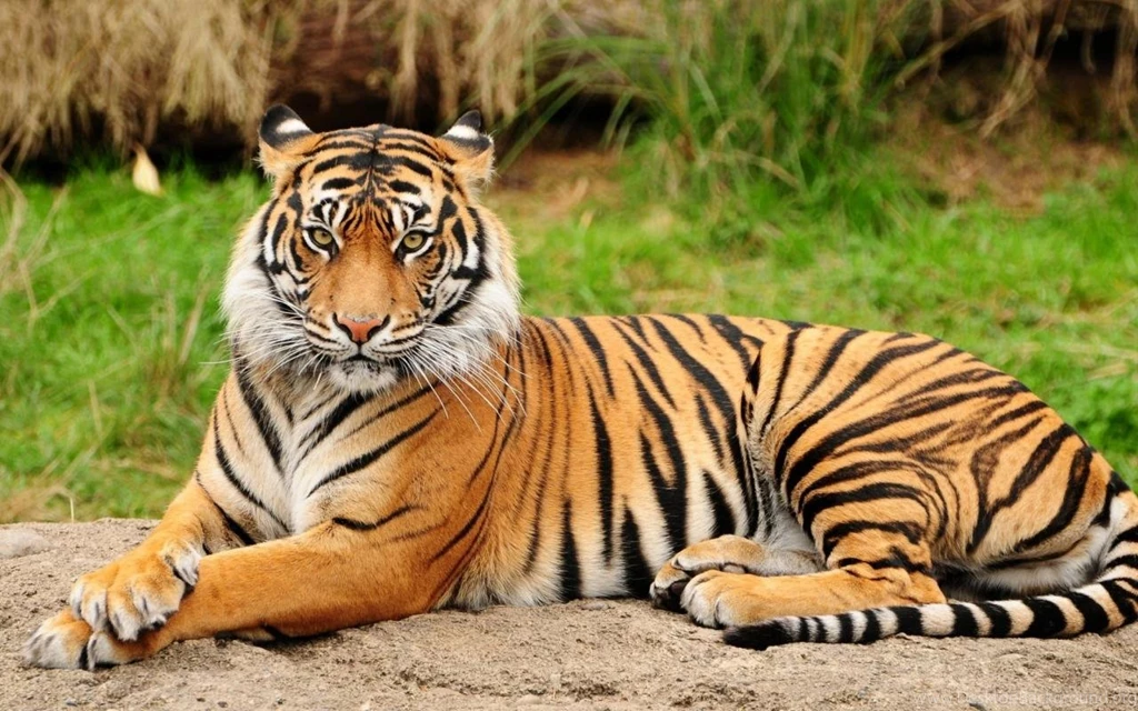 Animals Stripes Tigers Wallpapers