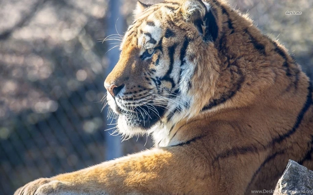 Calm Tiger Wallpapers Animal Wallpapers