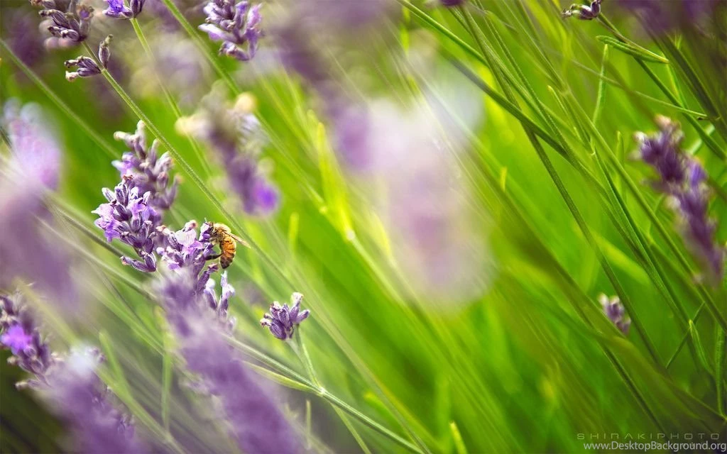 HD Nature Desktop Wallpapers
