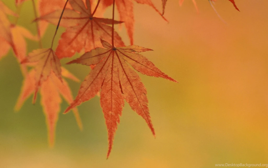 Download Desktop Wallpapers Subject Autumn Yellow Leaves ...
