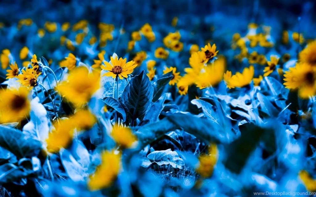 Download Yellow Flower Natural Photography Wallpapers HD Desktop ...