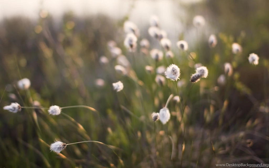 Art Photography HD Desktop Wallpapers Zibrato