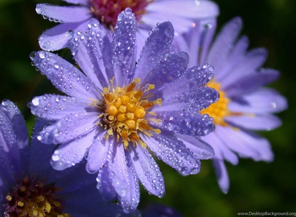 Nature Photography Wallpapers