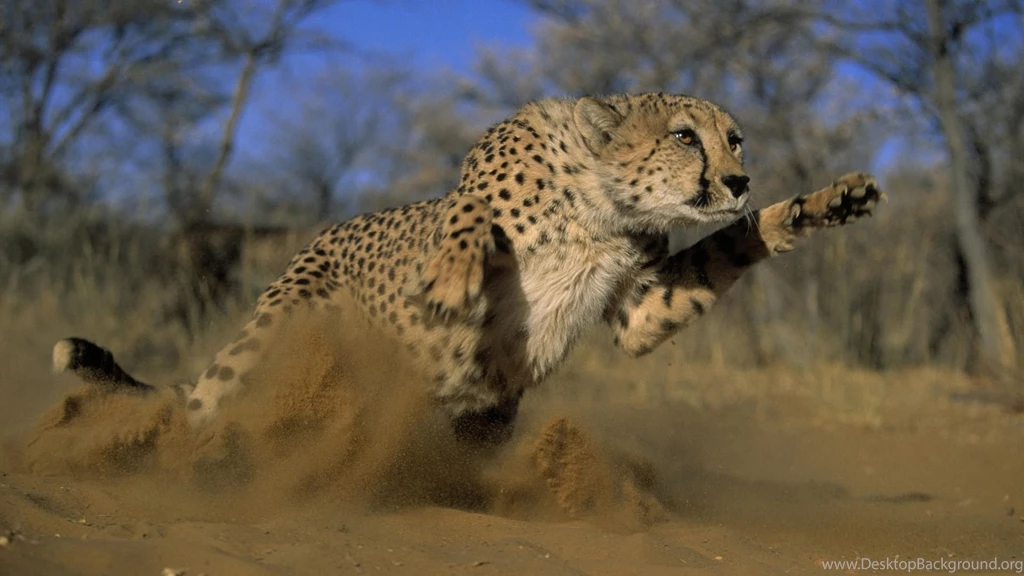 Download Wallpapers 1920x1080 Cheetah, Jump, Run, Field, Grass ...