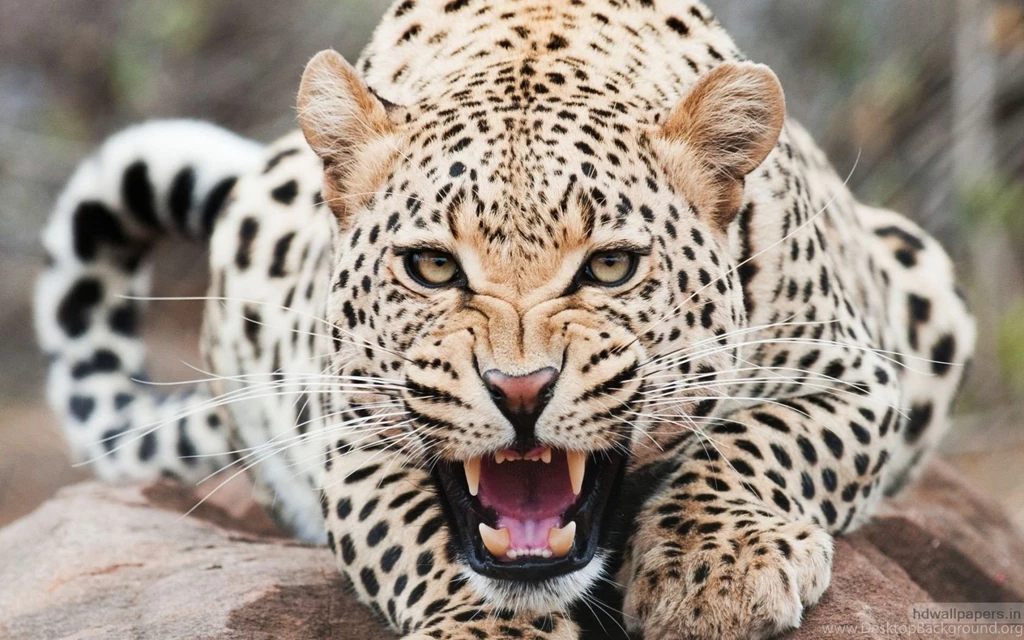 Cheetah Wallpapers HD Backgrounds Download Desktop • IPhones Wallpapers