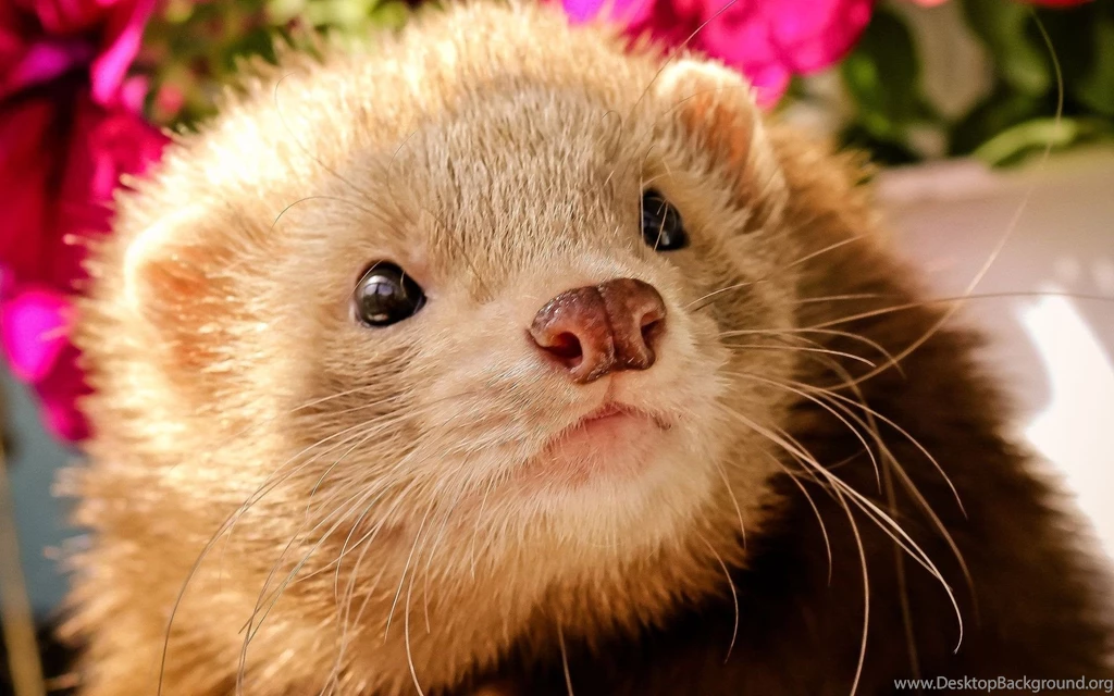 26 Ferret HD Wallpapers
