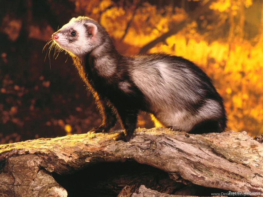 Ferret!   Ferrets Wallpapers (13818788)   Fanpop