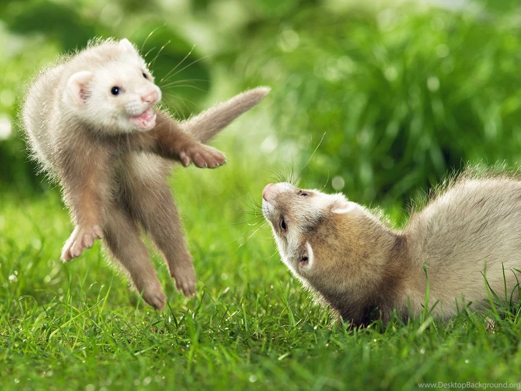 Ferret Wallpapers