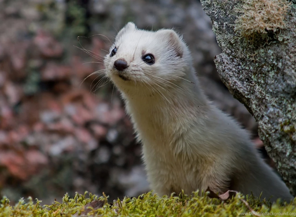 26 Ferret HD Wallpapers