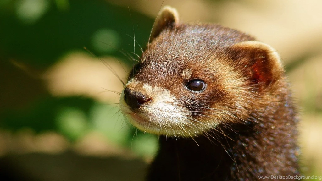 Full HD 1080p Ferret Wallpapers HD, Desktop Backgrounds 1920x1080