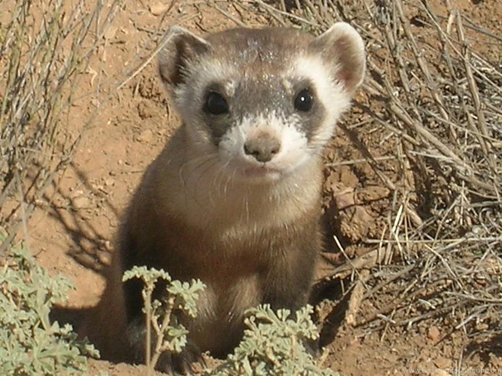 Free Ferret Wallpapers   Animals Town