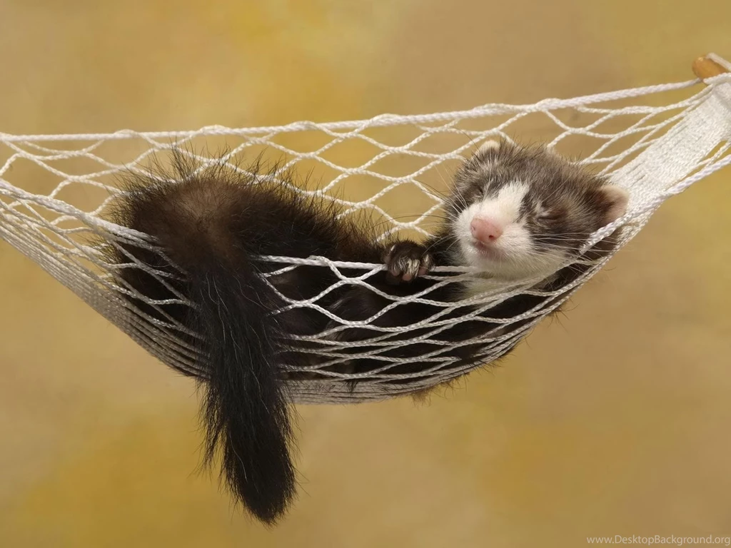 Ferret Wallpaper.