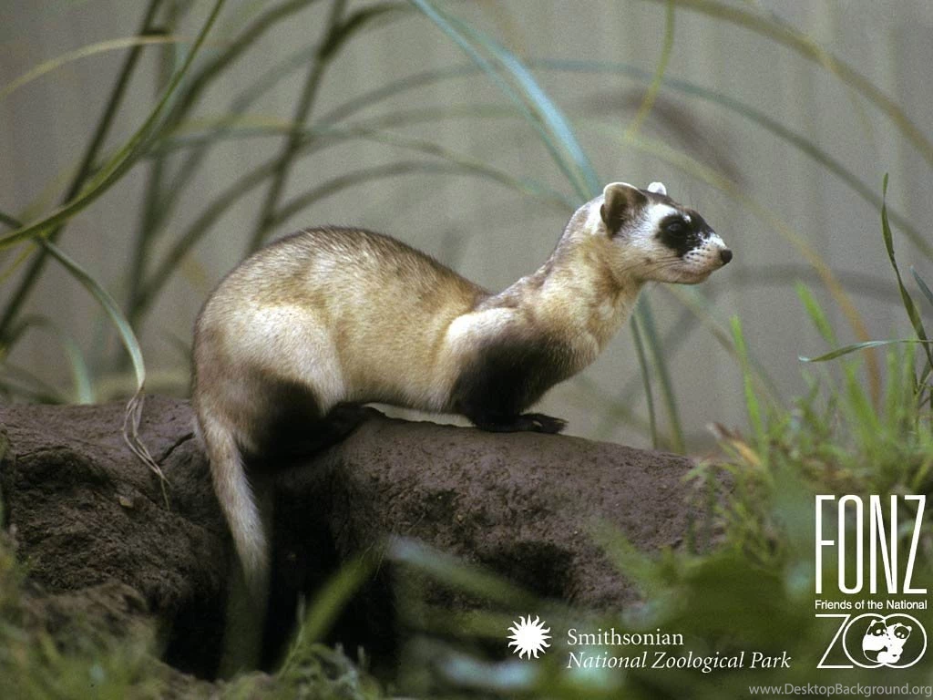 Ferret Wallpapers And Backgrounds Animals Town