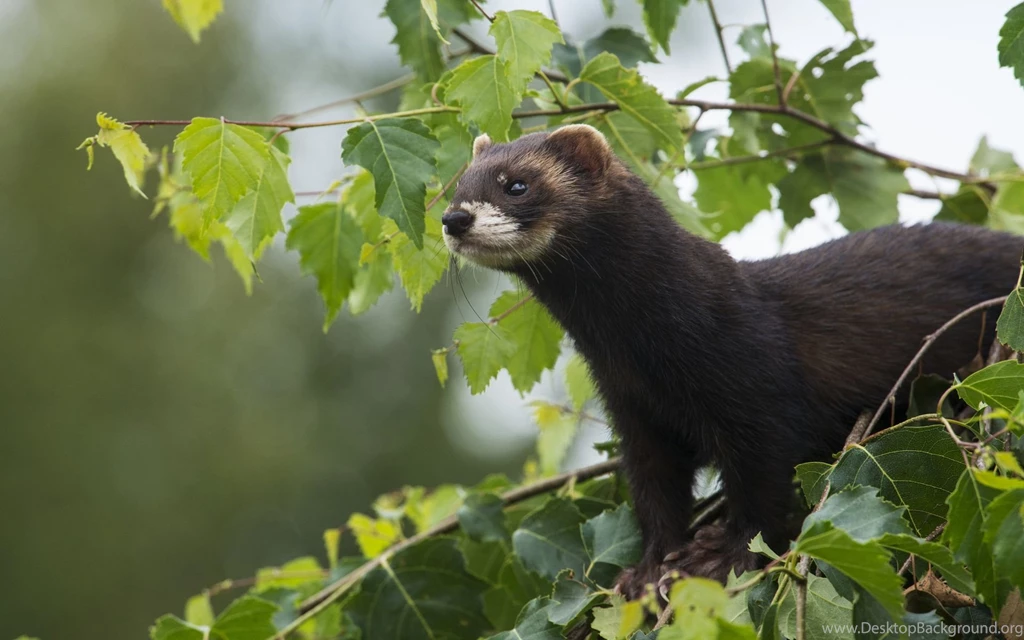 26 Ferret HD Wallpapers