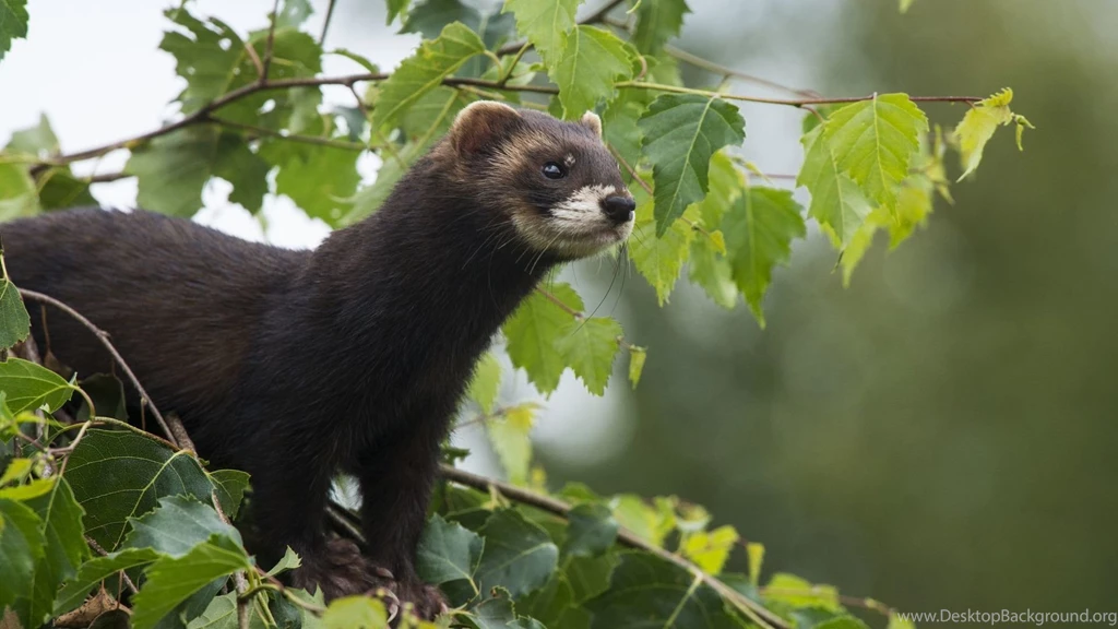 Ferret Widescreen Wallpapers