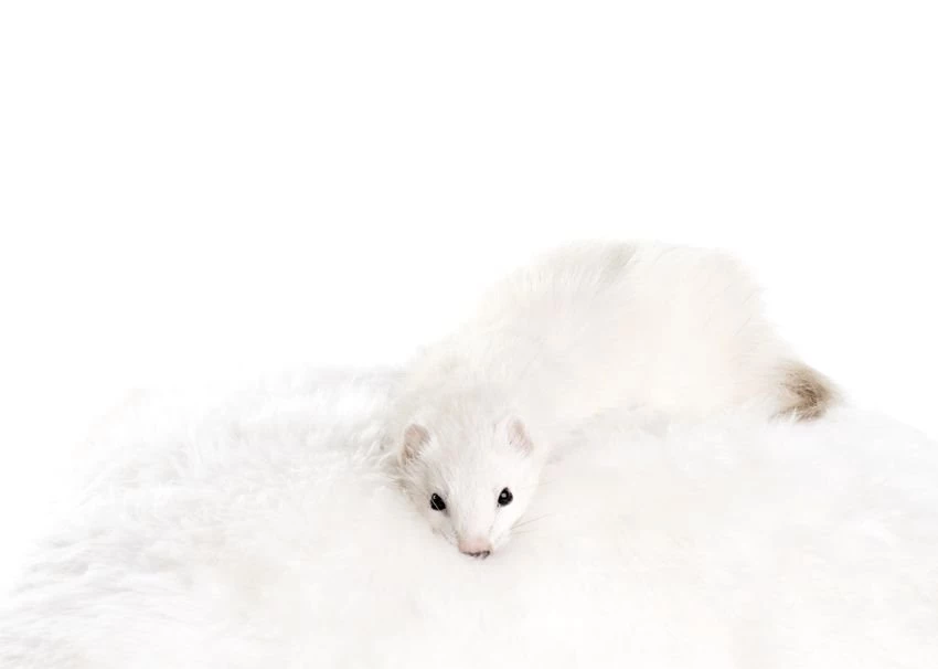 White Ferret Wallpaper.