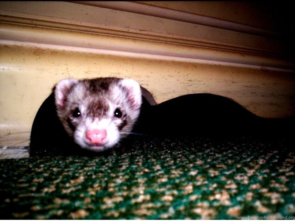 Ferret Wallpapers By LordMordredBloodstne On DeviantArt