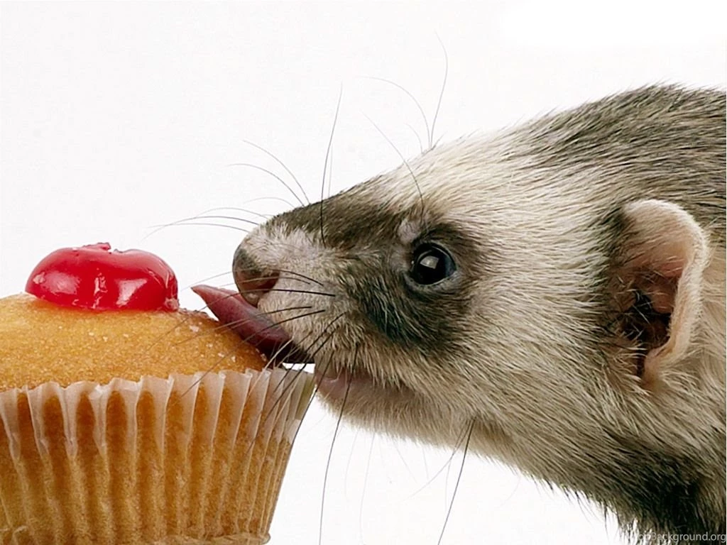 Ferret & Cake PlanetCalypsoForum Gallery