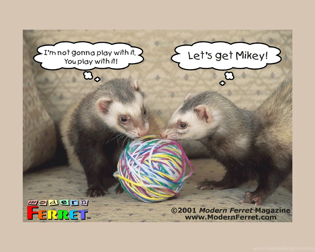 Ferret Wallpapers 193893