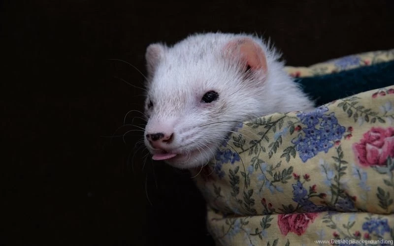 Ferret Little Tong Wallpapers By Yukkabelle On DeviantArt