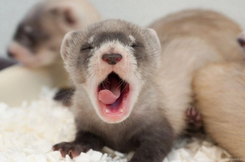 Baby Ferret Wallpaper.