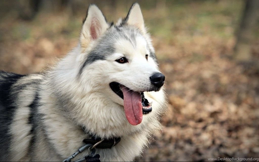 Siberian Husky Wallpapers For Desktop