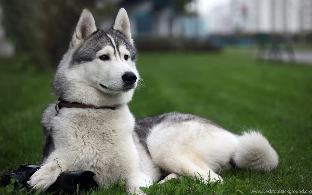 Beautiful Siberian Husky On The Grass Wallpape
