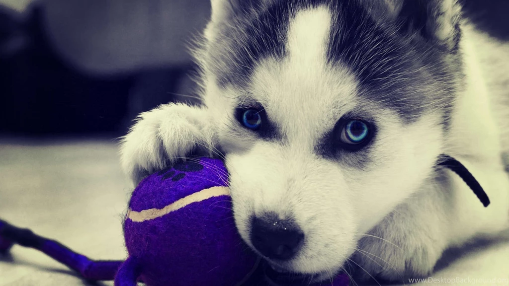 Top Siberian Husky Wallpapers For Computer Images For Pinterest
