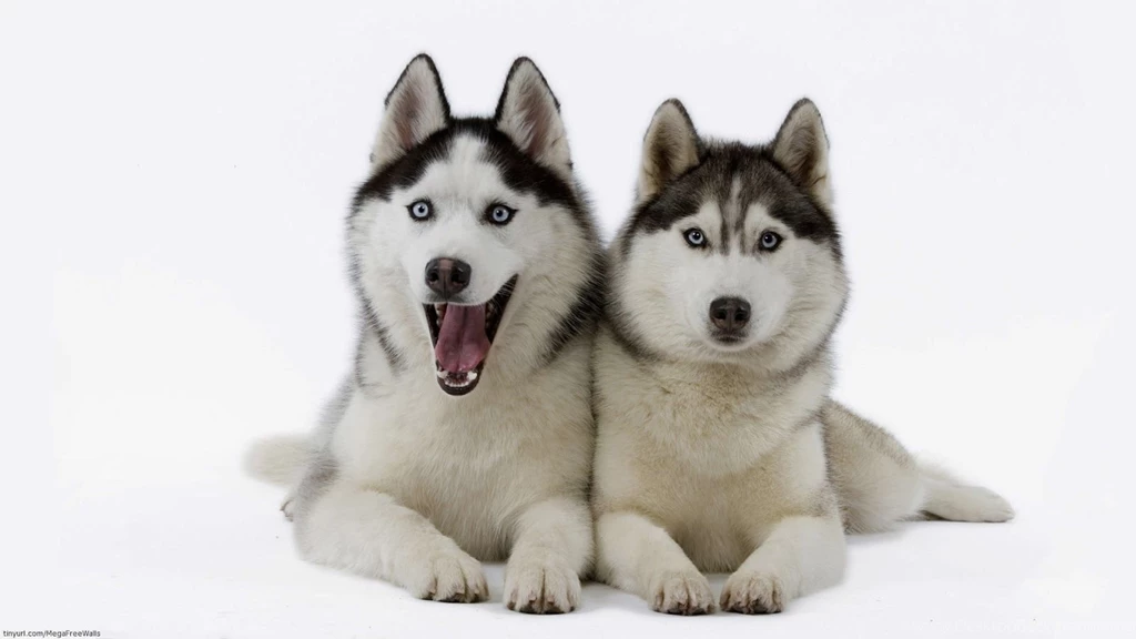 Husky Wallpapers HD Beautiful Wallpapers Collection 2014