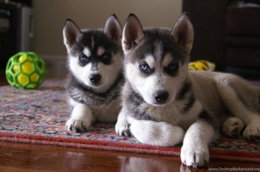 Free Wallpapers Siberian Husky Wallpapers