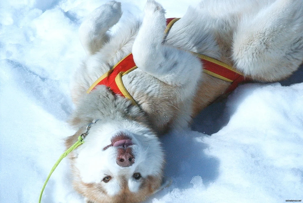The Puppy Siberian Husky Playing In The Snow Wallpapers And Images ...