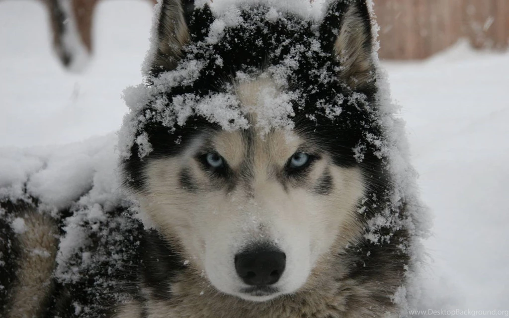 Siberian Husky Wallpapers