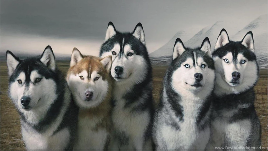 Pack Of Siberian Huskies HD Desktop Wallpapers : Widescreen : High ...