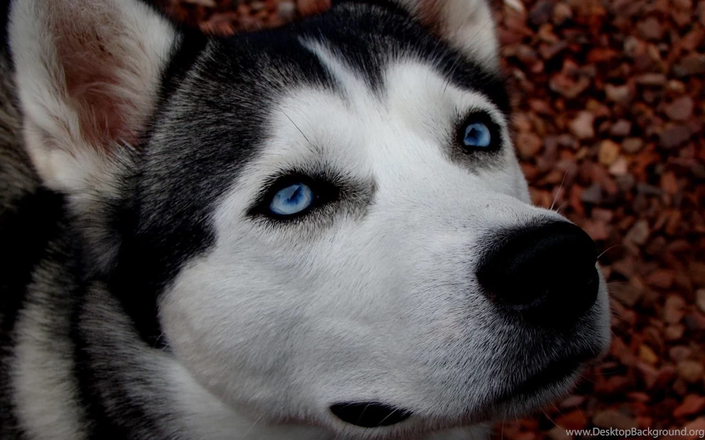 Siberian Dog Wallpapers 99555