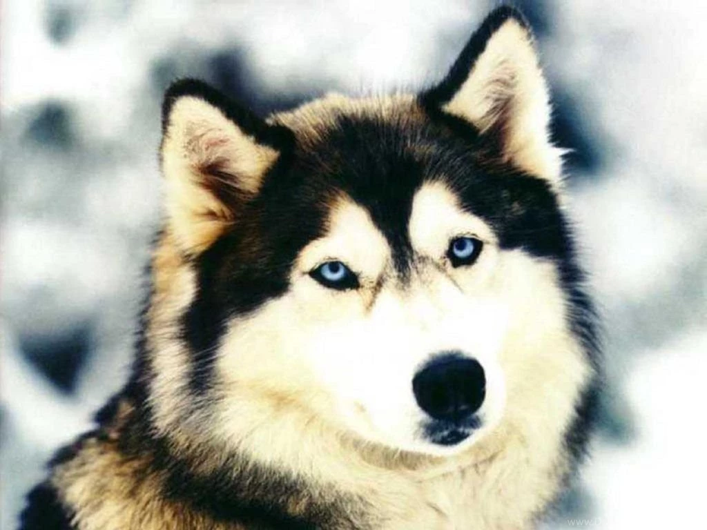 Siberian Husky Hemslojdsgoten