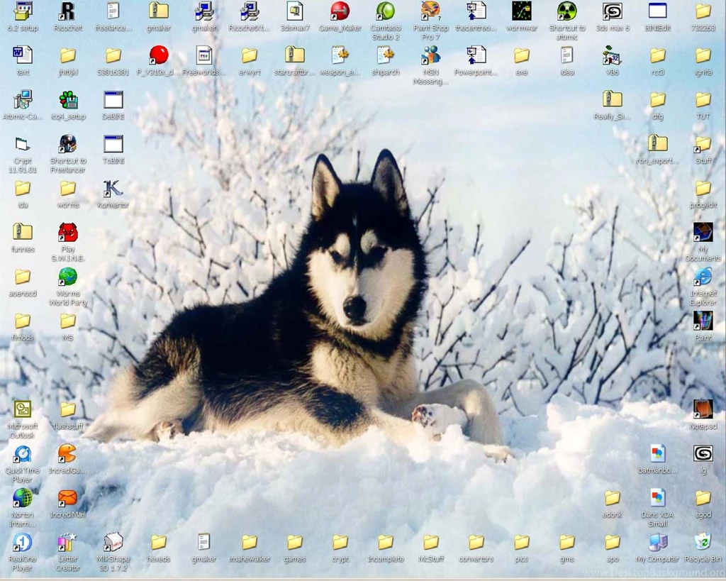 Siberian Husky By MJMercer On DeviantArt
