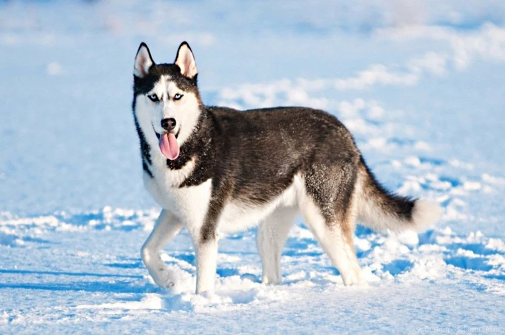 Dogs: Siberian Husky White Blue Eyes Cold 4731 Desktop Wallpapers ...
