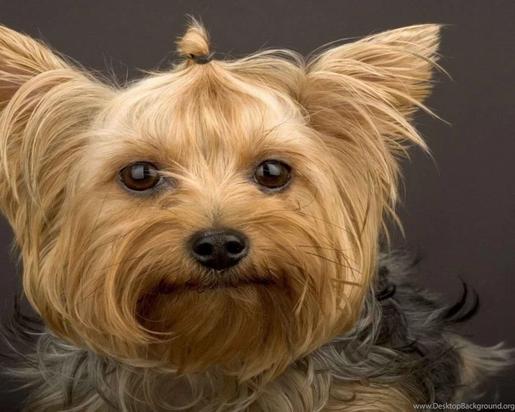 Yorkshire Puppies Wallpapers Desktop