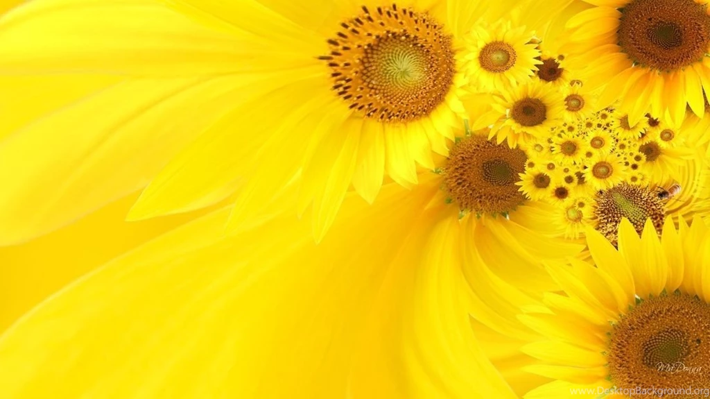 Sunflower Wallpapers Hd Best Picture For Desktop Backgrounds Poze ...