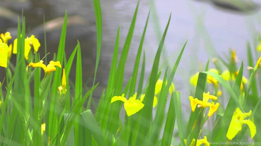 Colorful Spring 3 Video Backgrounds HD 1080p YouTube