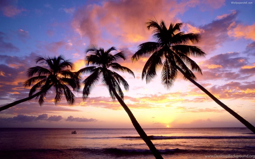 Palm Tree Sunset Wallpapers Desktop Backgrounds