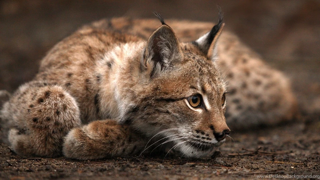 30 Stunning HD Lynx Wallpapers HDWallSource.com