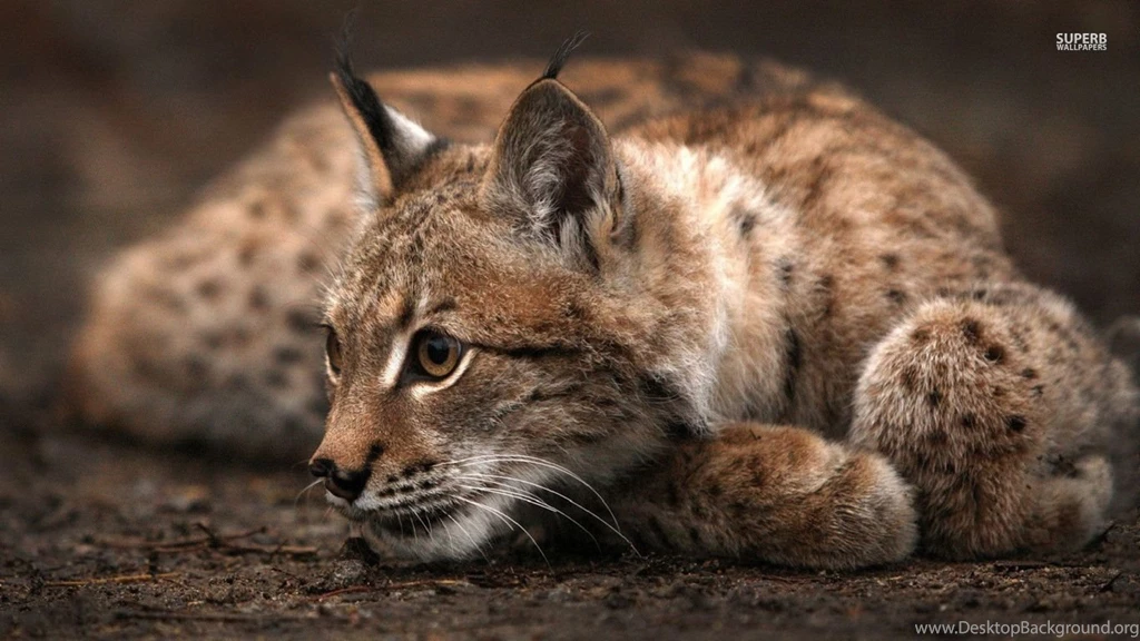 Resting Lynx Wallpapers Animal Wallpapers