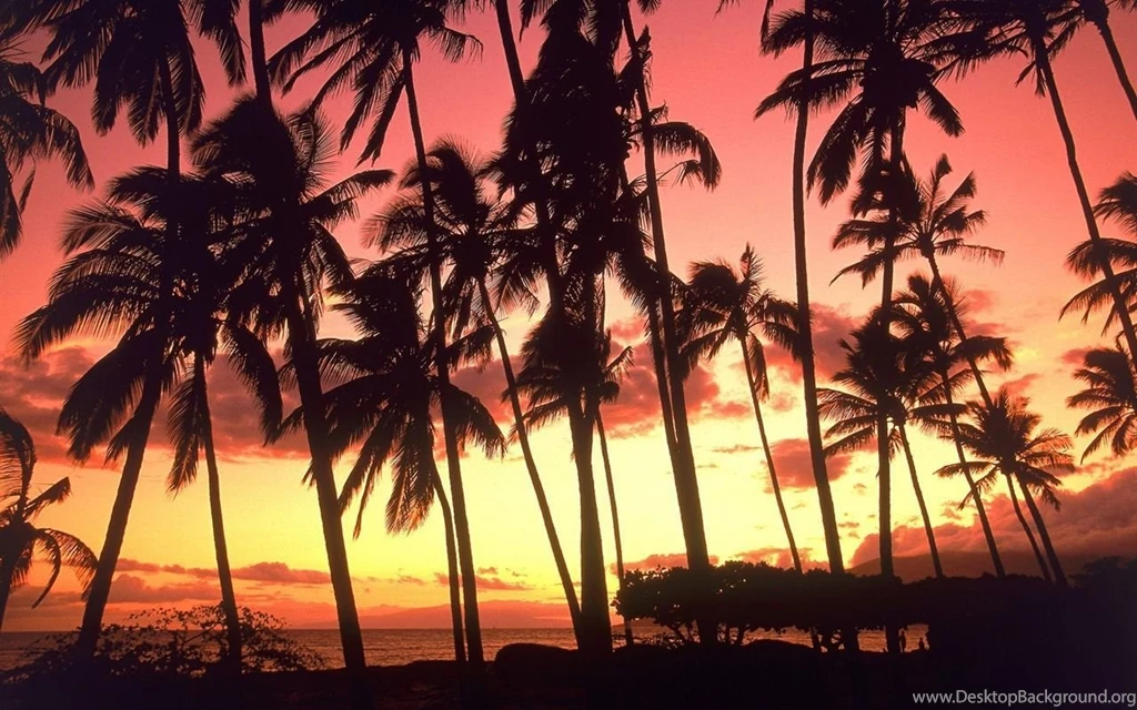 PhoneGames For > Palm Tree Sunset Wallpapers