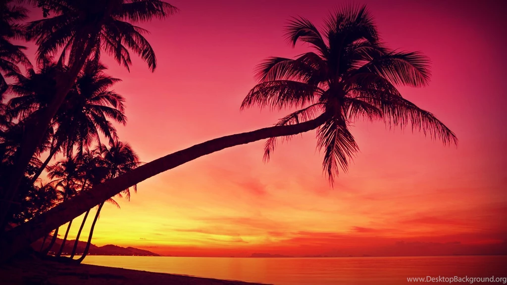 Beach Sunset With Palm Trees Wallpaper.